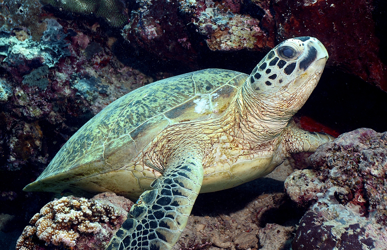 Sipadan_2015_Tortue Franche_Chelonia mydas_IMG_2972_rc.jpg